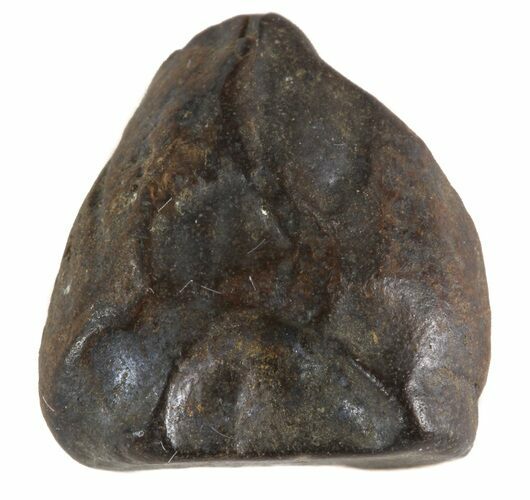 Triceratops Shed Tooth - Montana #41252